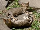 Котики-синхронисты с мамой